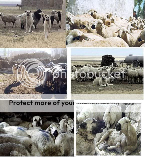 Working_Kangal_Buchw_sitesi_Sonmeze.jpg