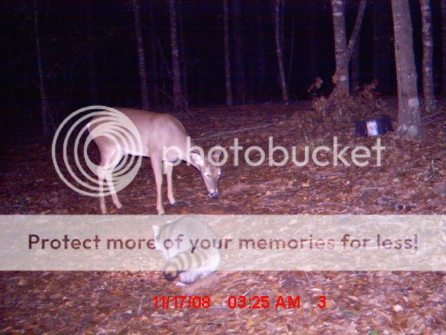 World s Largest Raccoon Photo By Swgahunter Photobucket world-s-largest-raccoon-photo-by-swgahunter-photobucket