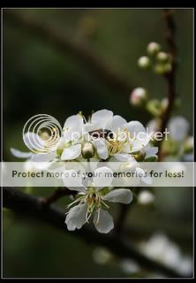 含笑花